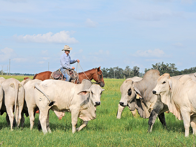 Four-wheelers may cost less to keep, but sometimes nothing beats a good ranch horse when working conditions get tough.