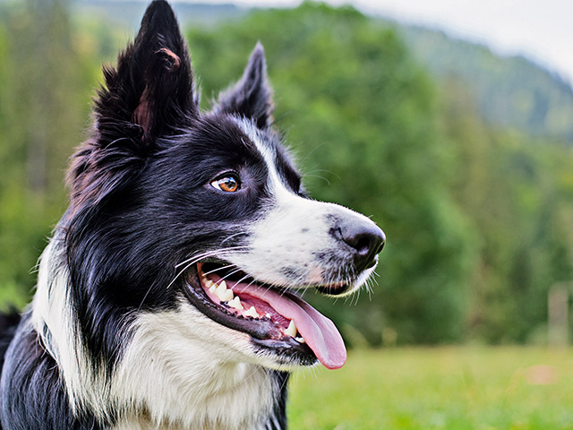 It&#039;s not safe to give any human medicines to dogs unless instructed by a veterinarian. (Progressive Farmer image by Getty Images)
