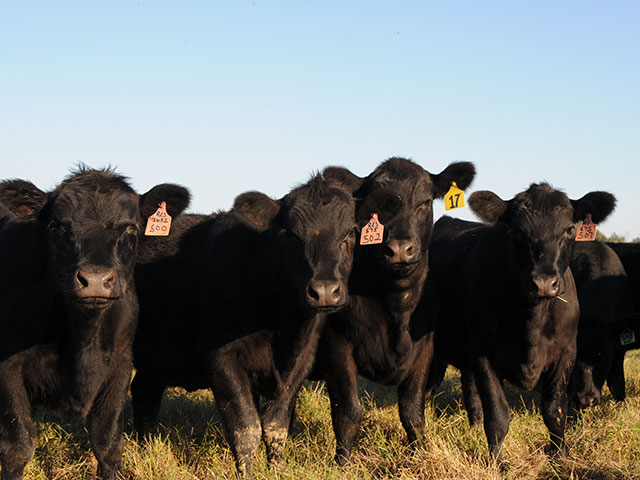 A heifer with a swollen udder may have edema, a very treatable condition. (Photo by Becky Mills)