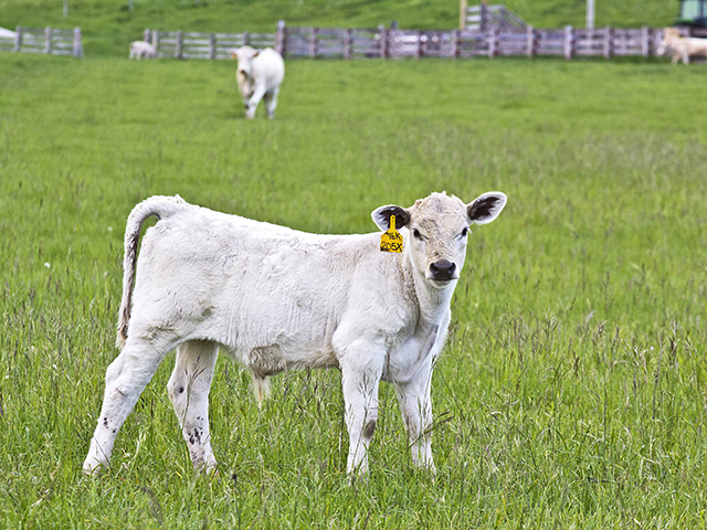 Internal parasites cost beef producers a staggering amount of money each year. In many cases, it&#039;s avoidable.(Progressive Farmer photo by Sam Wirzba)