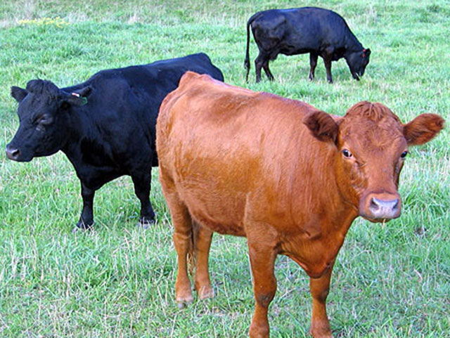 Hormonal issues can cause aggressive behavior in females, as well as infertility. (Progressive Farmer file photo)