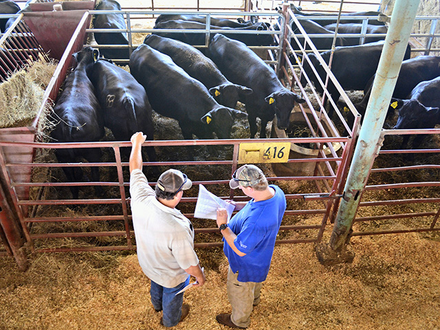 First Quarter Cattle Market Expected To Stay Strong