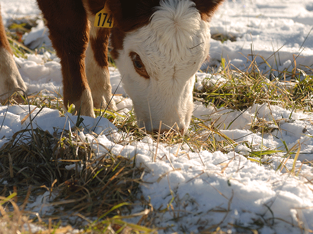 Cattle can get puncture wounds in the lower jaw area easily, sometimes when grazing. This is an area where it&#039;s easy for an infection to start. (Progressive Farmer photo by Jim Patrico)