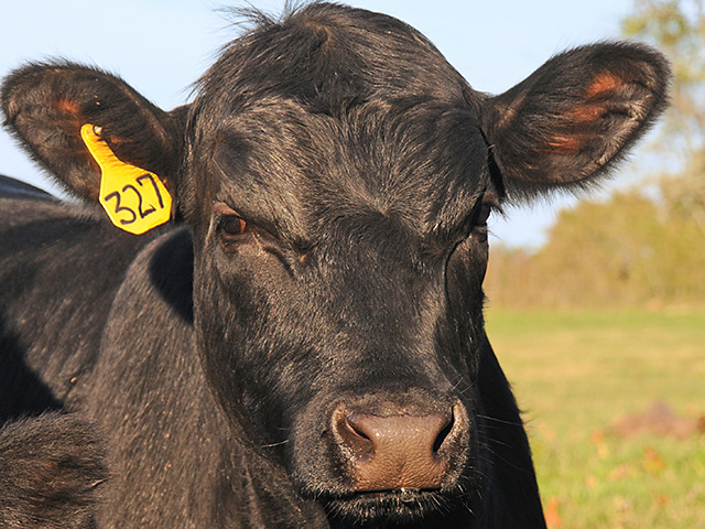 Deworming calves as part of their preconditioning protocol not only helps add pounds, but it protects them from parasites they&#039;ve yet to develop immunity or tolerance to. (Progressive Farmer photo by Becky Mills)