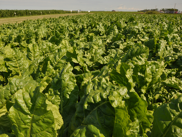 U.S. sugar beet growers were less satisfied with an "agreement in principle" to settle the U.S.-Mexican sugar dispute than U.S. cane refiners and cane growers. (DTN file photo by Greg Horstmeier)
