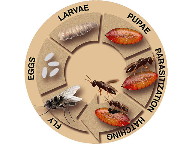 Parasitic wasps lay eggs in fly pupae; when they hatch, the larvae feed on the immature fly, emerging as adult wasps to repeat the cycle. (DTN/Progressive Farmer photo by Kunafin Insectary)