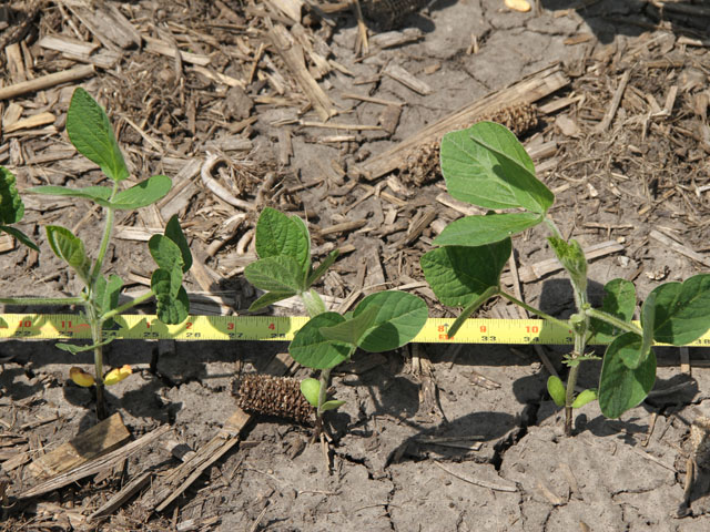 Uniform seed placement is key when lowering soybean seeding rates. (DTN photo by Pamela Smith) 