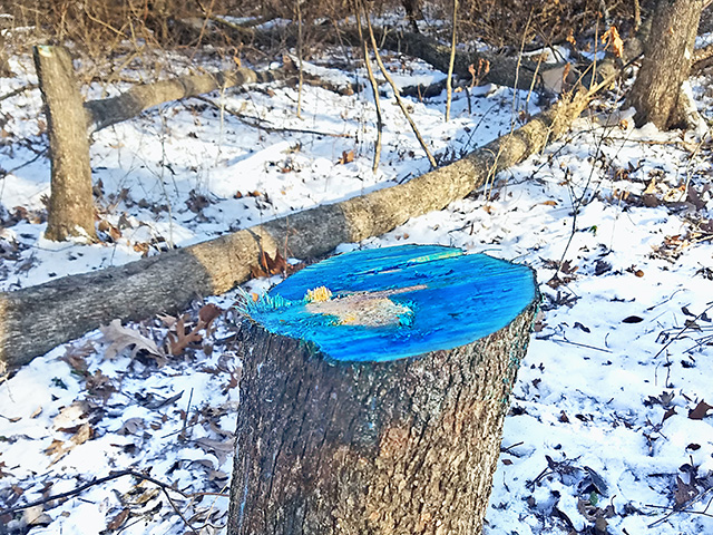 The IRAP strike team uses a stump and spray technique to assist landowners with habitat restoration. (Photo courtesy of the Illinois Department of Natural Resources)
