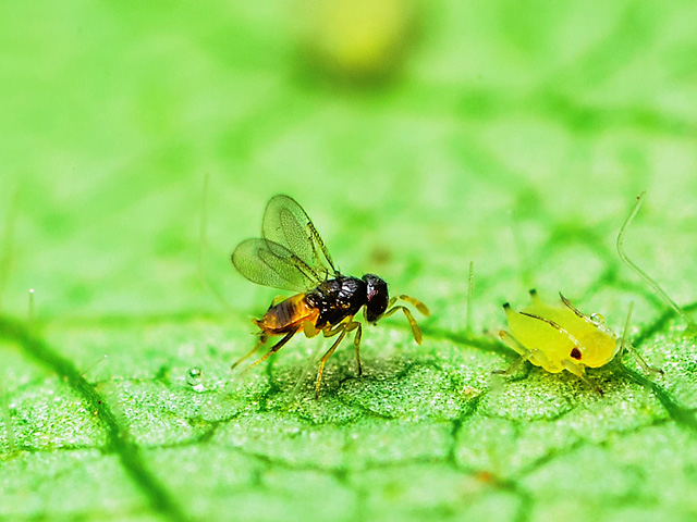 A parasitic wasp approaches an unsuspecting soybean aphid, which will soon become a host for the wasp&#039;s eggs. (Photo courtesy Matt Kaiser)
