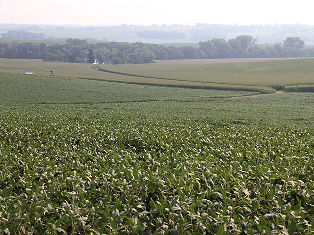 Among the high-yielding corn states, only Minnesota and Nebraska picked up meaningful corn acreage from the March Intentions report to the June Acreage report. (DTN file photo by Elaine Shein)