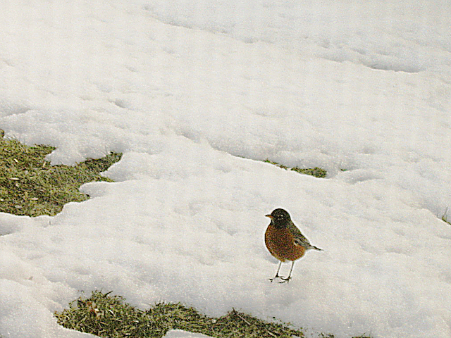 Like the robins, a sure sign of spring is when changes to residual use by USDA start to appear in monthly Supply and Demand reports. (Photo by Ben Newsom)