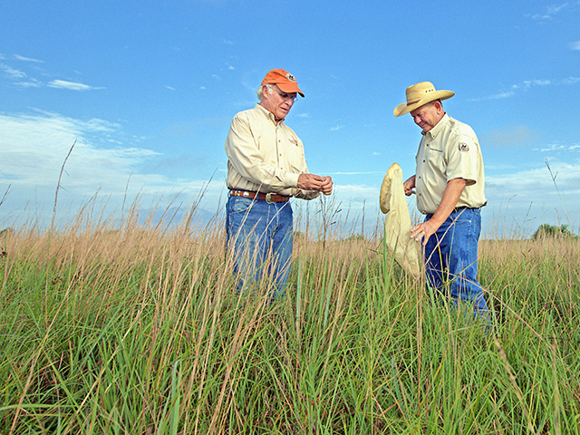 Jim Willis (left) and Garry Stephens stand in quail habitat. They say at least 300 to 500 clumps of bunch grass per acre provide suitable nesting cover. (DTN/The Progressive Farmer photo by Karl Wolfshohl)