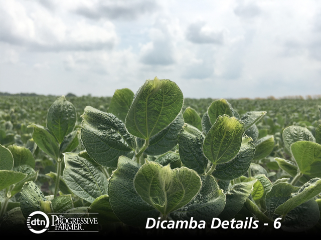 These puckered-up soybeans are characteristic of dicamba injury. Volatility is one of the several ways new formulations can move off-target. (DTN photo by Pamela Smith)