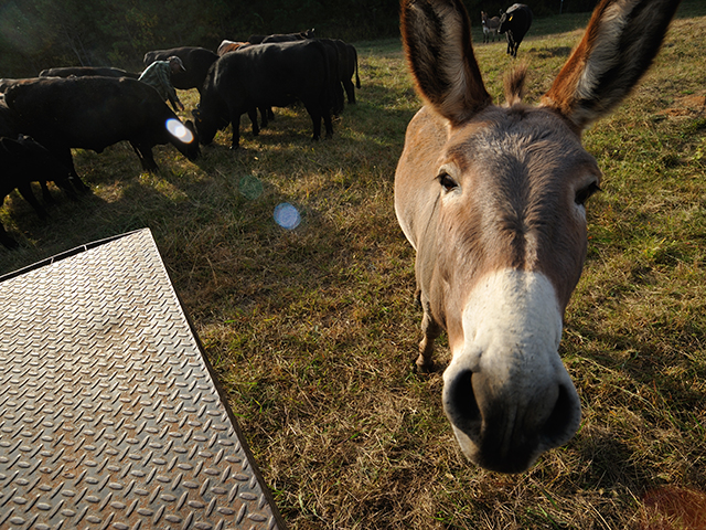 Most lick tubs and liquid feeds contain urea, which can be toxic to simple-stomached animals. (DTN/Progressive Farmer photo by Jim Patrico)
