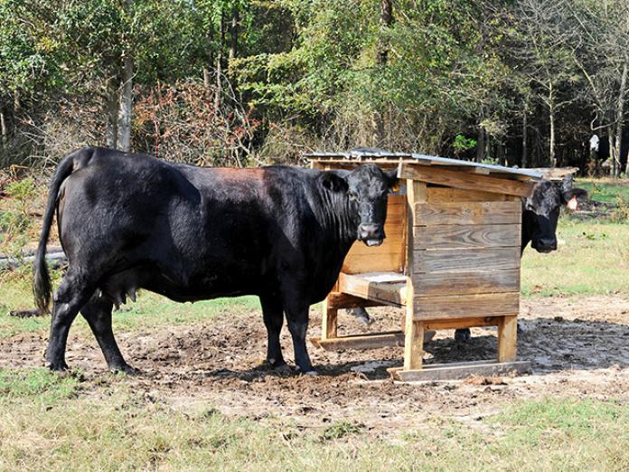 Mineral Deficiency Common in Cows