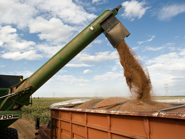 U.S. farmers planted about 5.6 million acres of sorghum last year. (Photo courtesy of the National Sorghum Producers) 