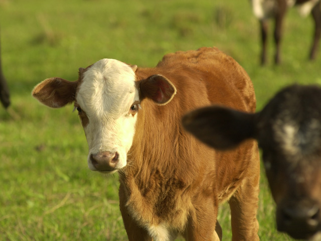 There are times when umbilical hernias in calves call for surgical corrections. (DTN/Progressive Farmer photo by Jim Patrico)