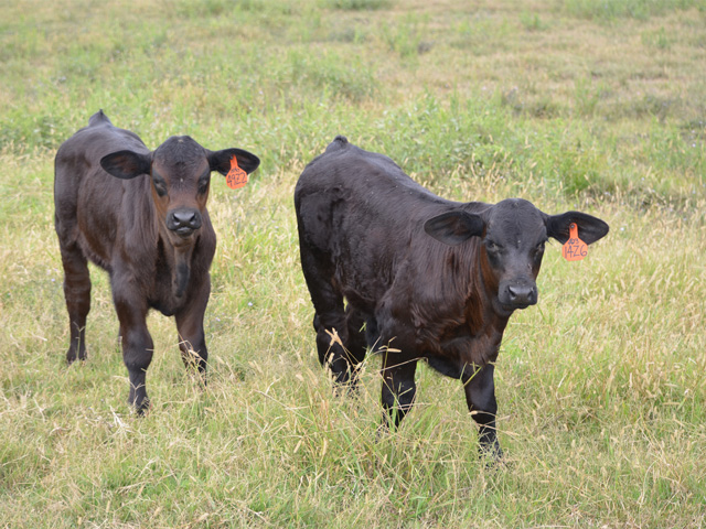 Stray voltage off of electric fencing can sometimes lead to abnormal behavior. (Progressive Farmer photo by Jim Patrico)