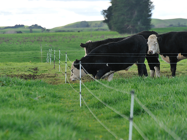 With a reputation built on high quality and safety, New Zealand&#039;s beef and dairy producers are making some tough decisions in an effort to eradicate Mycoplasma bovis from the nation&#039;s herd. (DTN/Progressive Farmer image by Jim Patrico)