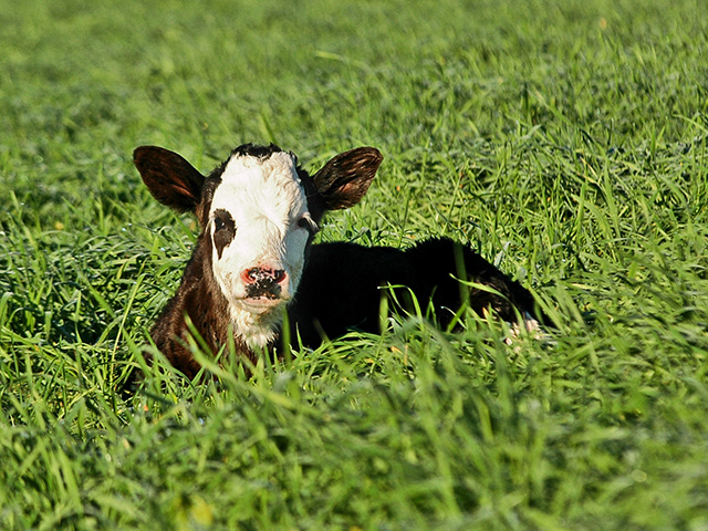 Enquanto cada situação é um pouco diferente, existem algumas diretrizes básicas quando se trata do parto. (Progressive Farmer photo by Becky Mills)