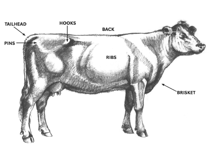 cow on the hook age weight Right Body Score Equals Best Reproduction Rates