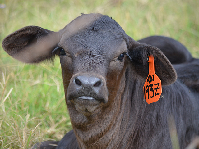 A shift to banding calves has this producer asking about vaccinations.(DTN/Progressive Farmer photo by Dan Miller)