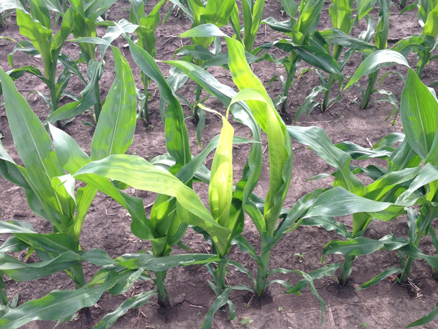 What Happens When Corn Grows Too Fast