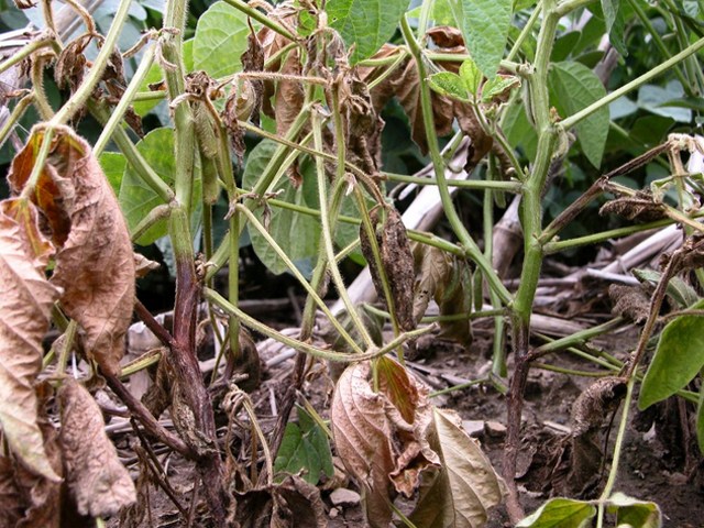 Seedling diseases aren&#039;t just for seeds. These soybeans are wilting from Phytophthora infection, identified by the brown discoloration creeping up from the base of the stems. (Photo courtesy of Nathan Kleczewski, University of Illinois)