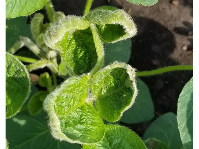 How To Distinguish Dicamba Injury From Other Problems