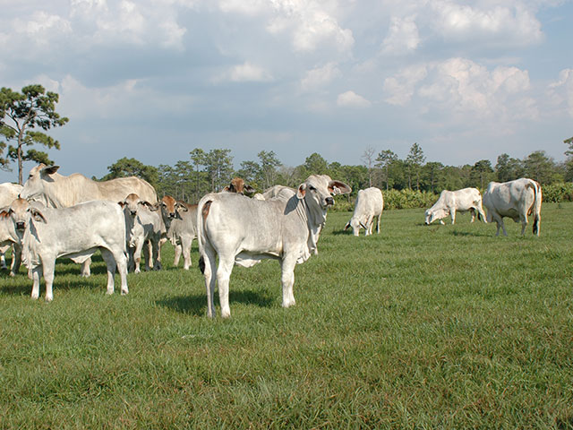 Genetics from Brahman cattle could help alter types and amounts of fat found in beef. (DTN/Progressive Farmer photo by Becky Mills)
