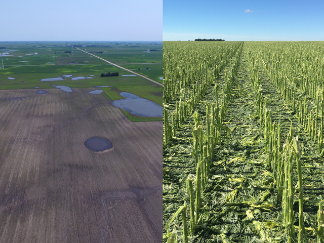 Not only did heavy rains swamp fields in parts of the Upper Midwest, hailstorms were merciless in most of that region as well. (Photo of wet fields looking south towards Pomeroy, Iowa, taken July 6 by Adam Ramthun, Manson, Iowa. Photo of hailed out corn taken June 30 by Andrew Philips, Loomis, Nebraska)