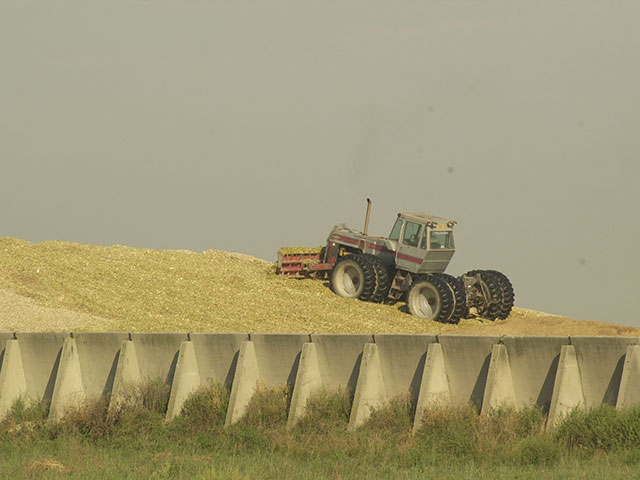 Silage or grazing may be the best options to salvage value out of drought-stressed corn acres. (DTN/Progressive Farmer image by Jim Patrico)
