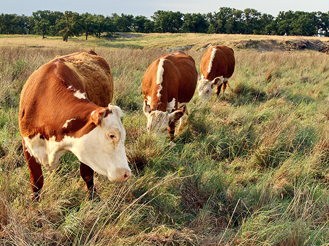 Most forages, even in a good year, need a little help to keep cows in top condition.(Progressive Farmer image by Karl Wolfshohl)