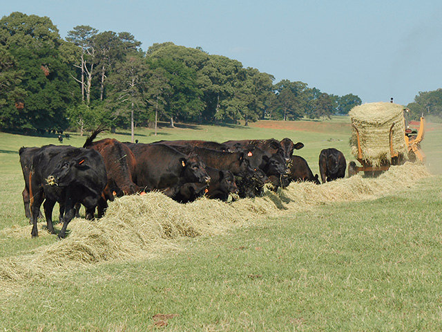 Farmers are concerned they may run out of forage options for cattle. (DTN/Progressive Farmer photo by Becky Mills) 