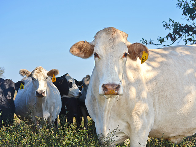 Integrated pest management is the key to effective fly control in the beef herd. (Progressive Farmer photo by Victoria G. Myers)