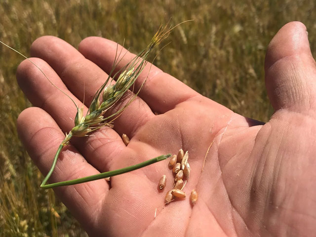 Scouts: Spring Wheat Looks Considerably Better Than Last Year