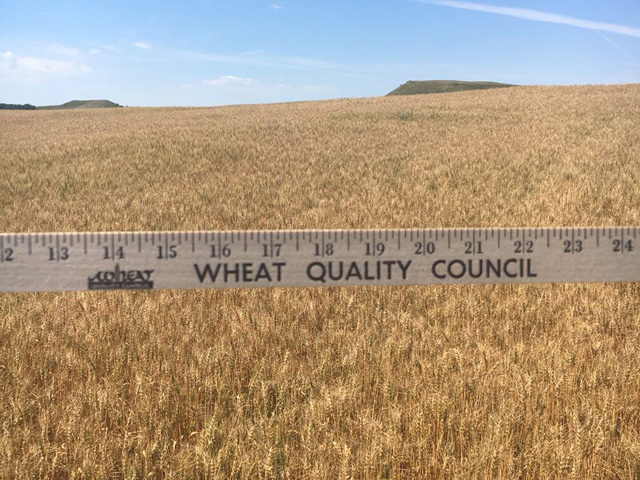 For the second day, scouts measured plants and counted wheat heads on the Wheat Quality Council&#039;s annual tour of the hard red spring wheat and durum crop in the Dakotas and Minnesota. (Photo courtesy Amanda Spoo, U.S. Wheat Associates)