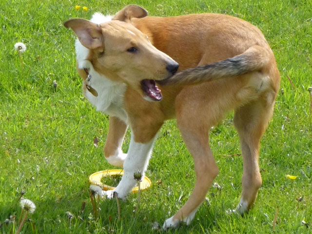 How does President Trump&#039;s $12 billion aid package compare to a dog chasing its own tail? (Photo by Lil Shepherd, CC BY 2.0)