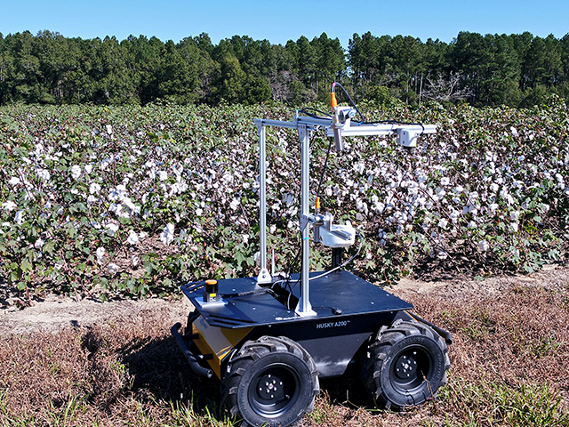 Research is under way to build a cotton-harvesting robot that would constantly patrol the field and pick the bolls as they open. (Photo courtesy of Clemson University)