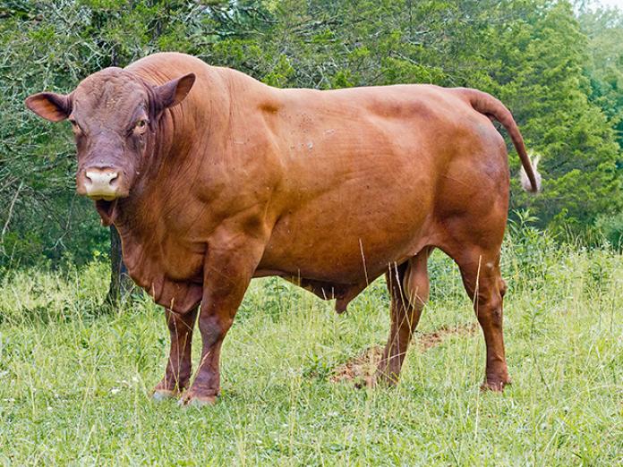 Dna Helps Better Match Cow To Environment