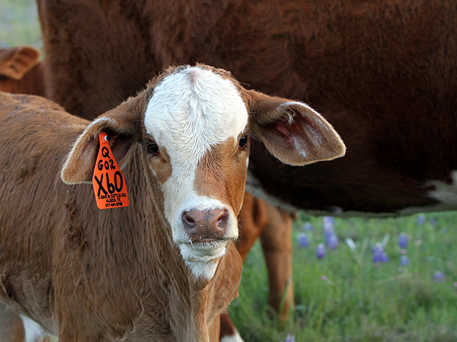 Uniform consumption can be a challenge when mineral is used for fly control.(Progressive Farmer photo by Karl Wolfshohl)