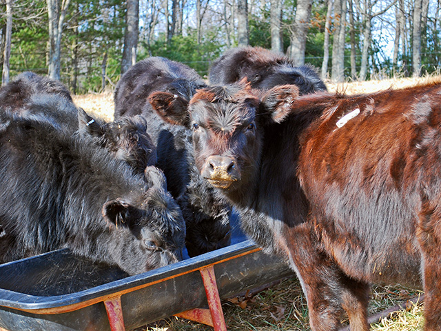 Forward Thinking On Winter Feed Pricing