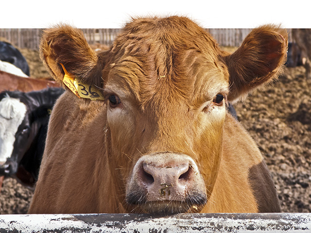 Some states are passing labeling laws in hopes of creating an environment where manufacturers of fake meat products are less likely to try to mislead consumers. (Progressive Farmer photo by Sam Wirzba)