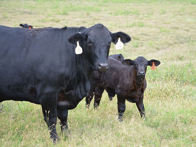 Some minerals are simply more palatable than others. If consumption is an issue, consider changing to a different formulation. (DTN/Progressive Farmer photo by Dan Miller)