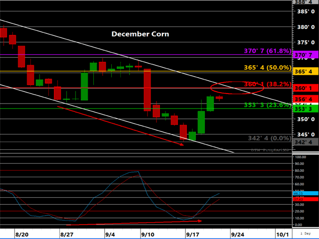 The daily chart of December corn shows prices challenging the top end of the declining trend channel, near $3.60. At the same time the daily stochastic shows bullish divergence. (DTN ProphetX chart)