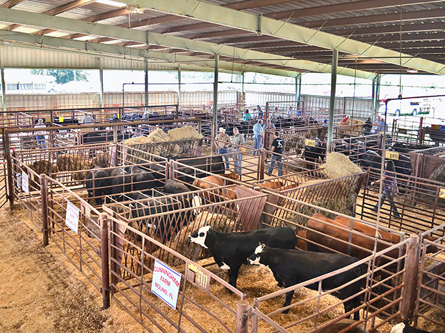 Bringing home some new stock? Separate them from the rest of the herd for seven to 10 days to be sure there are no health issues.(Progressive Farmer photo by Victoria G. Myers)