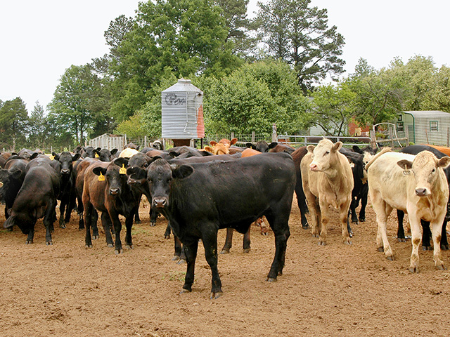 Ringworm spores can live in the environment for years.(Progressive Farmer photo by Becky Mills)