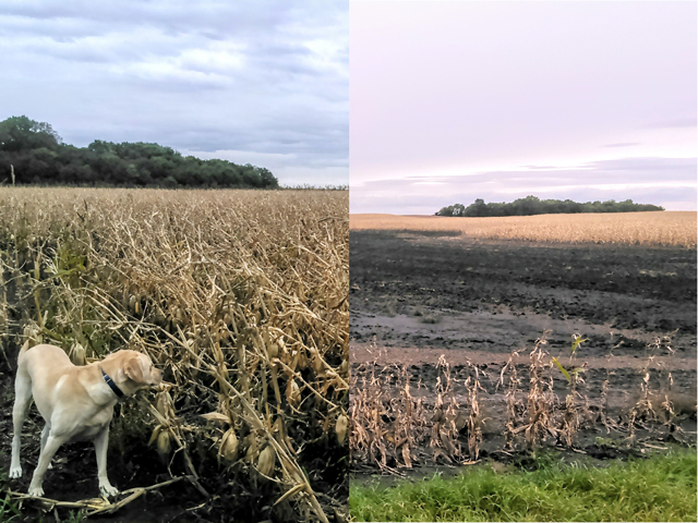 Corn crops in southern Minnesota were compromised by bad weather as far back as early summer, as shown on Lyle Wessel's fields in Watonwan County. (Photo courtesy of Lyn Wessel)