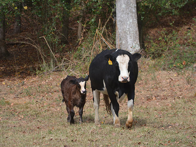 Diseases caused by ticks can be extremely costly. (Progressive Farmer photo by Victoria G. Myers)