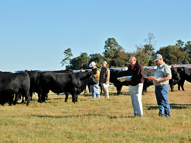 Selection indexes reduce data overload to help meet herd goals.(Progressive Farmer photo by Becky Mills)